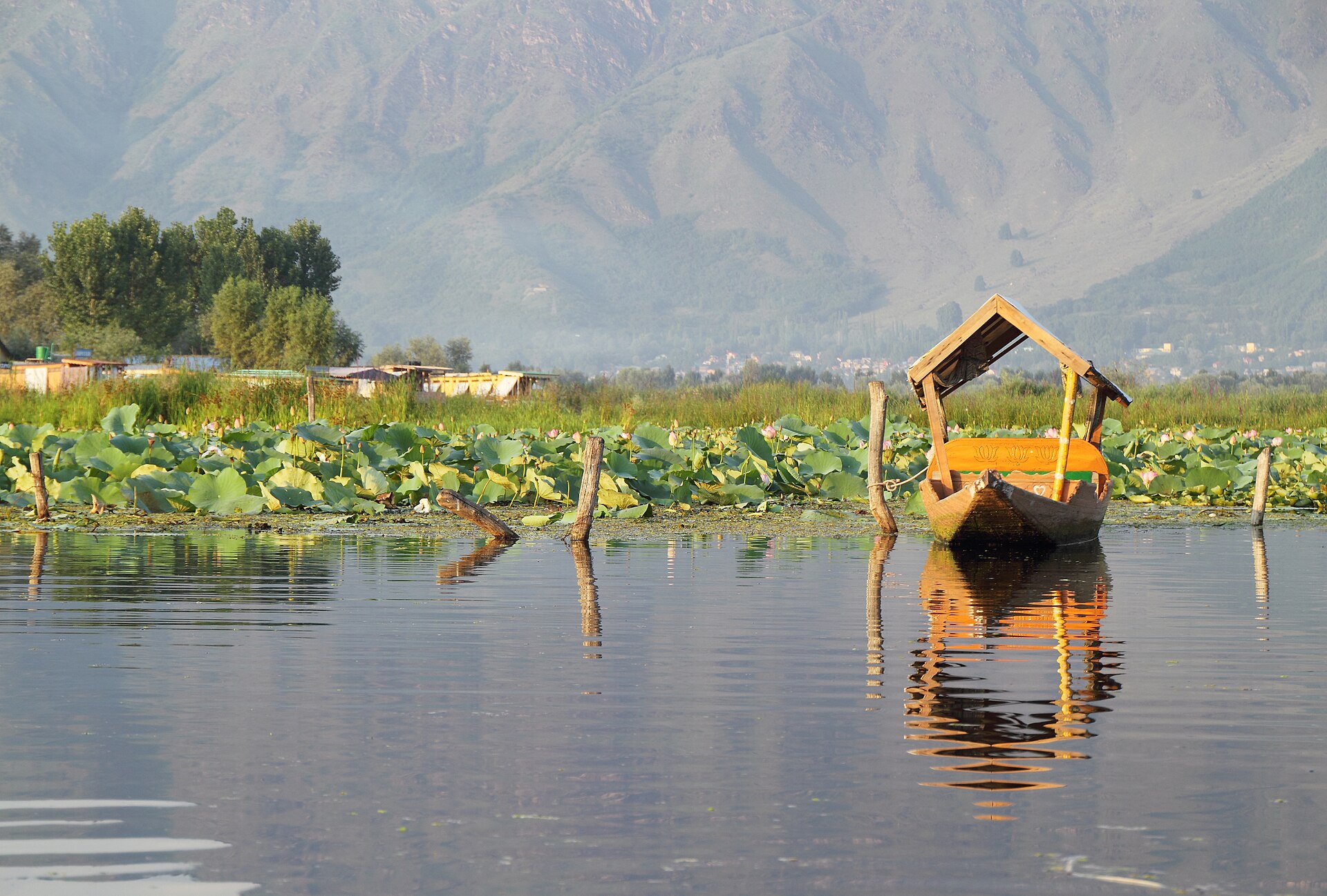 A shikara resting among lotus leaves on Dal Lake